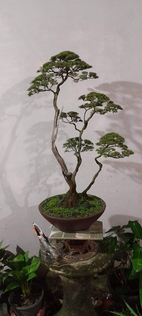 Literati Bonsai, Bonsai Azalea, Bonsai Diy, Jade Bonsai, Bonsai Forest, Japanese Garden Landscape, Bonsai Tree Types, Succulent Bonsai, Bonsai Styles