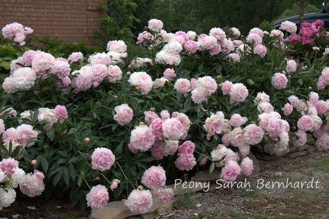 Peony 'SARAH BERNHARDT' I just got twelve of these. Sarah Bernhardt Peony, Peony Sarah Bernhardt, Oregon Garden, Sarah Bernhardt, Peony Garden, Future Garden, Bloom Where You Are Planted, Gardening Flowers, Peonies Garden