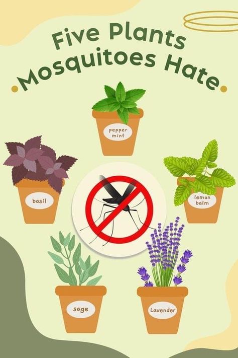 Mosquito Repelling, Hallway Ideas Modern, Plants In Pots, Modern Hallway Ideas, Household Plants, Mosquito Repelling Plants, Plant Care Houseplant, Plant Hacks, Inside Plants