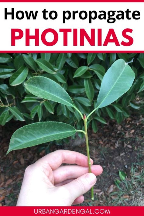 Propagating plants like Photinia is easy to do and it's a great way to get lots of new plants without spending money. Here are my tips for propagating Photinias. #propagate #propagation Red Robin Tree, Propagation Plants, Red Tip Photinia, Photinia Red Robin, Popular House Plants, Indoor Plant Care, Color Crema, Creative Gardening, Free Plants