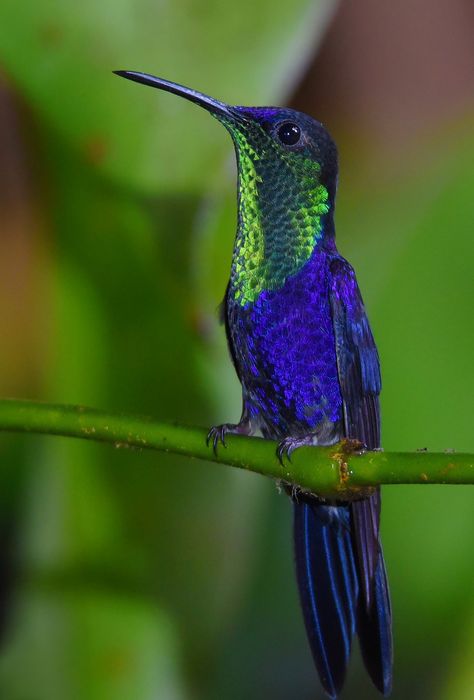 Hummingbirds Photography, Hummingbird Pictures, Kingfisher Bird, Butterfly Pictures, Colorful Animals, Exotic Birds, Bird Pictures, Pretty Birds, Colorful Birds