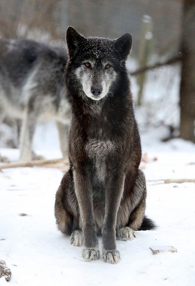 Hourly Wolves on Twitter: "HourlyWolves presents: https://t.co/0H4g5tN1Qp" / Twitter Wolf Sitting, Wolf Poses, Baby Wolves, Hunting Baby, Coyote Hunting, Wolf Stuff, The Creeper, Wolf Love, Wolf Drawing