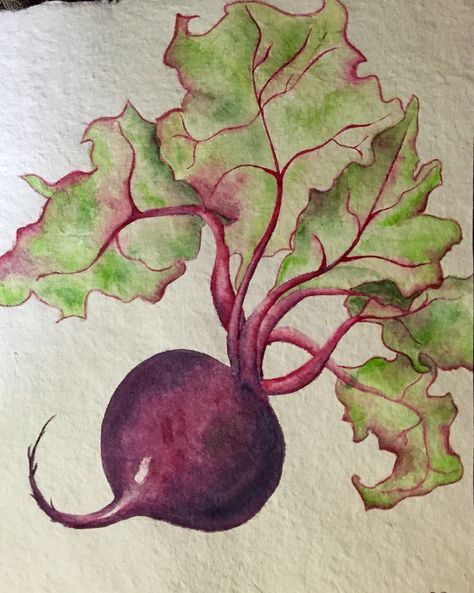 Watercolor Art Fruits And Vegetables, Watercolor Vegetables Simple, Vegetable Watercolor Paintings, Beets Drawing, Beet Painting, Beet Drawing, Beet Watercolor, Watercolor Art Fruit, Watercolor Fruits And Vegetables