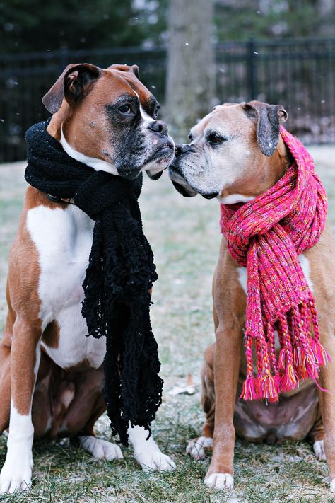 snowy sunday Boxer Dogs Brindle, Boxer Breed, Boxer Rescue, Boxer And Baby, Funny Boxer, Cute Boxers, Dog White, Boxer (dog), Boxer Puppy