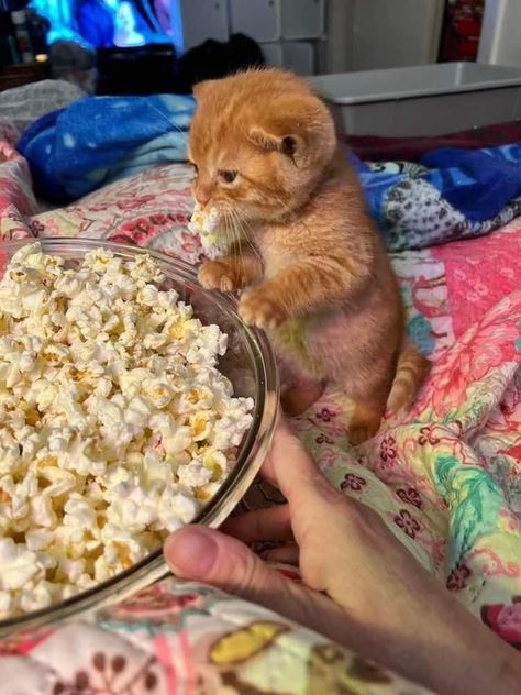 Orange Cat, Movie Night, Cat Memes, A Cat, Bowl, On Twitter, Orange, Memes, Twitter