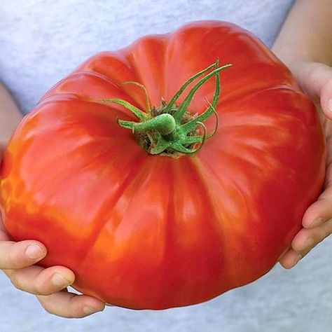 How many of these fascinating tomato facts do you know? Big Tomato, Beefsteak Tomato, Garden Plant Pots, Home Garden Plants, Tomato Seeds, Growing Tomatoes, Organic Seeds, Tomato Plants, Organic Plants