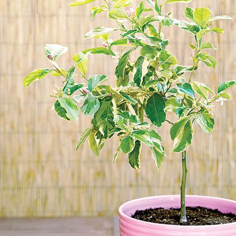 Lemon Tree Garden, Eureka Lemon Tree, Pink Lemon Tree, Lemon Tree From Seed, Eureka Lemon, Lemon Plant, Meyer Lemon Tree, Citrus Plant, Lemon Lemonade