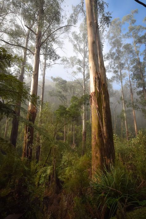 Eucalyptus Forest, Sun Vibes, Australian Flowers, Protest Art, Australian Bush, Eucalyptus Tree, Forest Path, Misty Forest, Soft Autumn