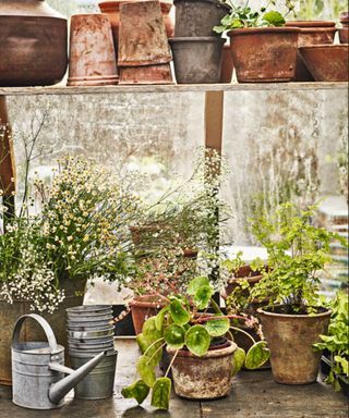 Joanna Gaines' greenhouse is a top outdoor trend for 2024 – showing us how this space can be practical and beautiful Joanna Gaines Greenhouse, Magnolia Greenhouse, Joanna Gaines Garden, Green Oasis, Interior Design Advice, Promised Land, Design Advice, Joanna Gaines, Show Us