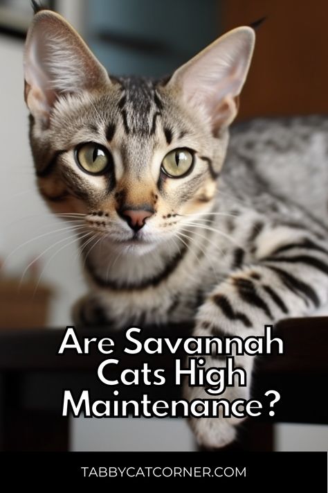 Are Savannah Cats High Maintenance? F3 Savannah Cat, Savannah Cats, F2 Savannah Cat, Savannah Cat, First Generation, High Maintenance, Persian Cat, Domestic Cat, Animal Companions