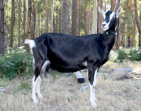 British alpine goat, female, Black with white Swiss markings, makes the breed very distinctive. The result of general cross breeding to produce a high yielding milker. Very active and energetic, one of the largest types of dairy goats. Nigerian Goats, Livestock Judging, Alpine Goats, Female Goat, Goat Meat, Dairy Goats, Cute Goats, Goat Farming, Barnyard Animals