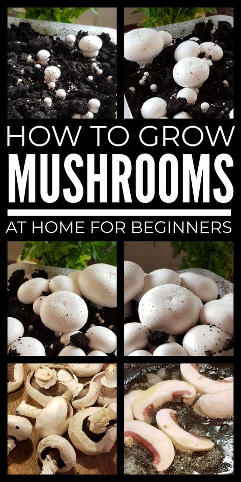 Learn how to grow mushrooms at home as a beginner with these simple tips covering mushroom growing with kits and in containers, coffee grounds, logs and more. How To Build A Mushroom Grow Room, Regrow Mushrooms, How To Grow Mushrooms At Home, Mushroom Farming At Home, Apartment Farming, Farming Mushrooms, Growing Truffles, Growing Morel Mushrooms, Growing Mushrooms Indoors