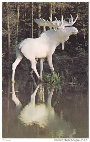 Albino Moose, Rare Albino Animals, White Moose, White Animals, Albino Animals, Unusual Animals, Rare Animals, Majestic Animals, Unique Animals