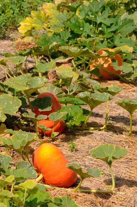 Pumpkin Plant, Planting Pumpkins, Pie Pumpkin, Growing Pumpkins, Home Grown Vegetables, Veg Garden, Unusual Plants, Vegetable Garden Design, Hobby Farms