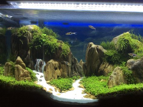 Fish Tank Scaping, Hardscape Fish Tank Ideas, Fish Tank Aquascape, Planted Fish Tank Aquascaping, Jungle Fish Tank, 50 Gallon Fish Tank Ideas, 10 Gallon Fish Tank Aquascape, Tropical Fish Tank Ideas, Fish Tank Aquascaping