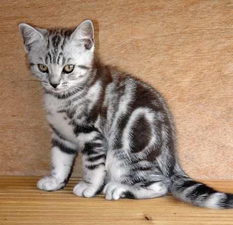 Silver Tabby Kitten, Cats Brown, White Tabby Cat, Tabby Kittens, Silver Tabby Cat, Russian Blue Kitten, Cat Obsession, Cat With Blue Eyes, Tabby Cats