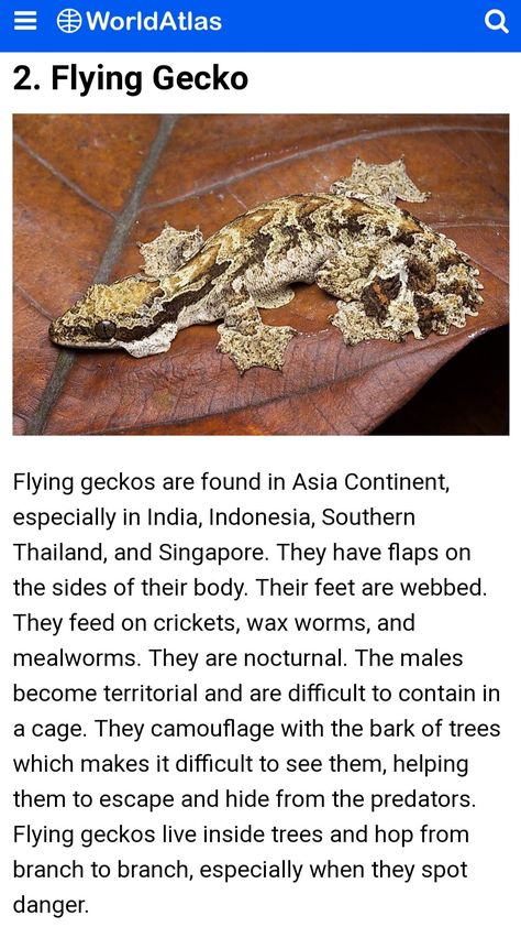 Flying Gecko, Weird Pets, Day Gecko, Lizard Species, Asia Continent, Animals Lover, Reptiles And Amphibians, Lizards, Weird Animals