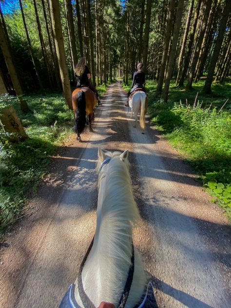 Horse horses Pferd Pferde trail trail riding reiten ausreiten outdoor outside draußen nature Natur summer days summer vibes Trail Horse Riding, Horse Trails, Trail Ride, Breaking The 4th Wall, Trail Riding Horses, Horse Trail, Horse Aesthetic, Grey Horse, Dream Barn