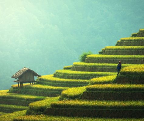 Discover the breathtaking Banawe Rice Terraces in the Philippines! 🌾✨ These stunning terraces, carved into the mountains over 2,000 years ago, are a true testament to Filipino ingenuity and culture. 🏞️❤️ Whether you're hiking through the lush landscapes or soaking in the vibrant local culture, every moment here is unforgettable. 📸🌄 Don't miss the chance to experience this UNESCO World Heritage Site! #BanaweRiceTerraces #Philippines #TravelGoals #NatureLovers #CulturalHeritage #ExplorePhilipp... Rice Terraces Philippines, Philippines Landscape, Filipino Heritage, Filipino Culture, Rice Terraces, Grade 5, Travel Goals, Unesco World Heritage Site, Unesco World Heritage