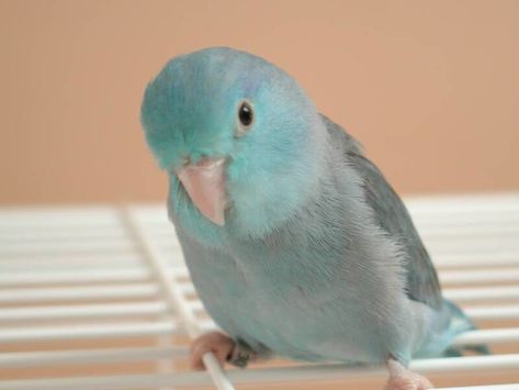 Forpus Bird, Birds Breeds, Pacific Parrotlet, Budgies Bird, Pets 3, Parrot Bird, Pet Bird, Bird Pictures, Pretty Birds