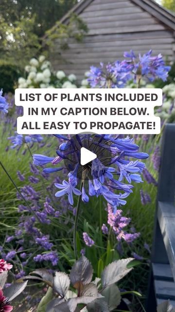 Anya Lautenbach on Instagram: "Follow: @anya_thegarden_fairy 
Plants included in this reel:
🌺  Agapanthus 
🌺  Dahlia ‘ Night Silence’
🌺  Hydrangea ‘Annabelle’
🌺 Lavender Grosso
🌺 Erigeron karvinskianus 

All plants mentioned above are very easy to grow and easy to propagate.
.
.
#lavender #hydrangea #hydrangeas #garden #gardeninspiration #gardendesign #containergardening #gardenlife #gardenlove #whiteflowers #blueflowers #purpleflowers #agapanthus" Lavender Grosso, Fairy Plants, Propagate Lavender, Hydrangea Annabelle, Hydrangeas Garden, Lavender Hydrangea, All Plants, Garden Inspiration, Container Gardening