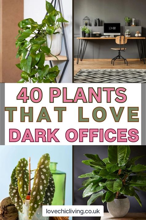 Even in a home office without windows, certain plants can flourish. Our curated list includes hardy plants that thrive in low light, making them perfect for windowless spaces. From air-purifying varieties to those that require minimal care, these unkillable plants will enhance your workspace without needing constant attention. Discover the best plants for your desk or office. Click to read the full article. Desk Plants Office, Office Decor Plants, Office Plants No Sunlight, Office Without Windows Ideas, Office Desk Plants, Office Without Windows, Office Plants Desk, Best Office Plants, Peacock Plant