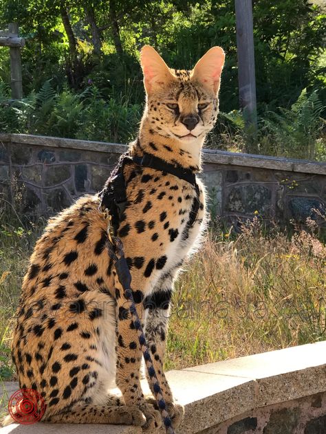 Serval Pet, Savanna Cat, African Serval Cat, African Wild Cat, Savannah Kitten, Serval Cats, Rare Cats, Exotic Cats, Savannah Cat