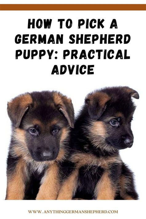 German Shepherd Puppy Essentials, How To Train German Shepherds, German Shepherd Must Haves, German Shepherd Food, German Shepherd Care Tips, German Shepherd Puppies White, German Shepherd Husky Mix Full Grown, German Shepherd Care, Puppy Training Guide