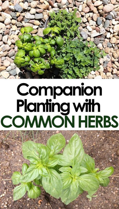 What Herbs To Plant With Vegetables, Front Porch Vegetable Garden, Herbs To Plant With Vegetables, Starter Veggie Garden, Companion Planting Herbs And Vegetables, Compatible Herbs Companion Planting, Chives Companion Planting, Basil Companion Planting, Herb Companion Planting Chart