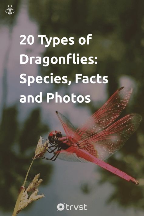 Discover the astonishing range and roles of dragonflies in our ecosystems! From skimmers to emeralds, each species adds vibrant color and crucial benefits to our green spaces. Learn about their unique characteristics and why they're crucial for maintaining biodiversity. It's a fun bug adventure, one click away! 🐞🌍 #Dragonflies #Biodiversity #NatureLovers #InsectFacts #Ecosystem Types Of Dragonflies, Dragonfly Images, Dragonfly Photos, Damselflies, Dragon Flies, Green Dragonfly, Dragon Fly, Unique Characteristics, Ecosystem