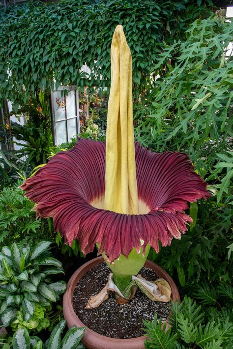 Spongebob Flowers, Titan Arum, Corpse Flower, Strange Flowers, Chicago Botanic Garden, Weird Plants, Longwood Gardens, Unusual Plants, Unusual Flowers