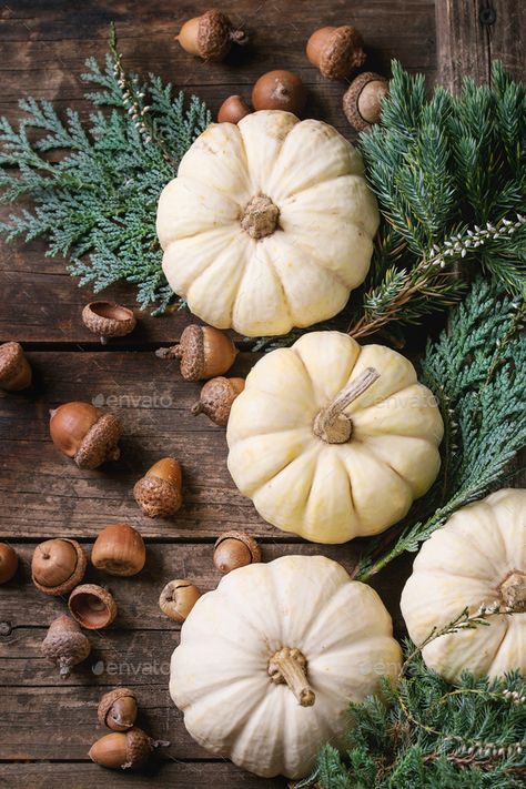 Buy White decorative pumpkins by NatashaBreen on PhotoDune. Holiday decoration with white decorative pumpkins, thuja branches, walnuts and acorns over old dark wooden background... White Pumpkin Aesthetic, White Pumpkin Wallpaper, Outside Fall Decorations, Pumkin Decoration, Decorative Pumpkins, Porcelain Dolls For Sale, Pumpkin Wallpaper, Pumpkin Images, Autumn Pumpkins