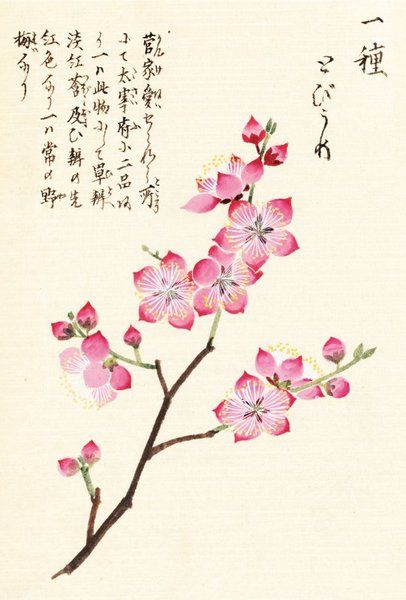 "Cherry Blossom" Honzo Zufu [Illustrated manual of medicinal plants] by Kan'en Iwasaki (1786-1842). Wood block print and manuscript on paper. Japan, 1828 © The Trustees of the Royal Botanic Gardens, Kew Cherry Blossom Art, Wood Block Printing, Blossoms Art, Japanese Flowers, Art Japonais, Ukiyo E, Japanese Painting, Sumi E, Japanese Prints