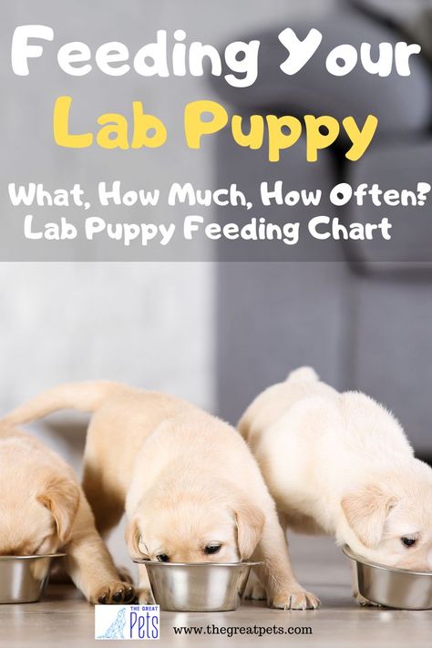 Feeding Your Lab Puppy - Lab Puppy Feeding Chart How Much To Feed A Puppy, Lab Puppy Training Tips, Dog Feeding Chart, Puppy Feeding Chart, Dog Nutrition Homemade, Lab Puppy Training, Puppy Feeding Schedule, Gift Recipes, Puppy Schedule