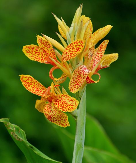 How to prune canna lilies: to keep them healthy all season | Canna Lillies, Canna Lilies, Lily Images, Lily Seeds, Farming Technology, Canna Lily, Lily Plants, Natural Heritage, Replant