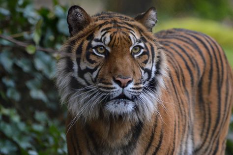 Sumatran tiger - NaturZoo Rheine | Mandenno Photography | Flickr Sumatran Tiger, Tiger Pictures, Photography Photos, Animals, Photography