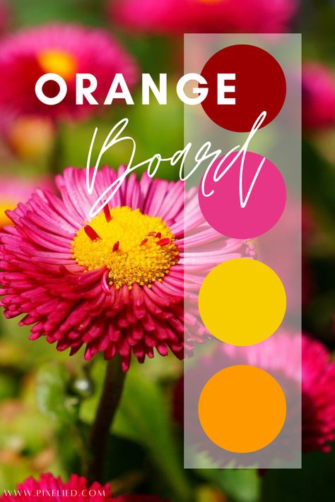 A field of vibrant pink daisies with bright yellow centers, creating a cheerful and eye-catching display. The vibrant colors of the flowers pop against the lush green background. Bright Orange Palette, Pink And Orange Color Palette, Orange Color Palette, Color Generator, Pink Daisies, Orange Color Palettes, Palette Color, Color Harmony, Pink Daisy