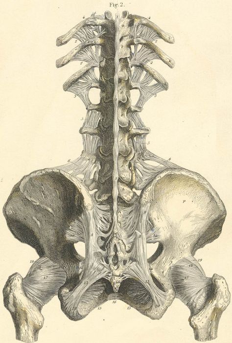 Learn To Draw People, Medical Drawings, Anatomy Bones, Skeleton Drawings, Draw People, Human Anatomy Drawing, Human Skeleton, Human Anatomy Art, Anatomy Sketches