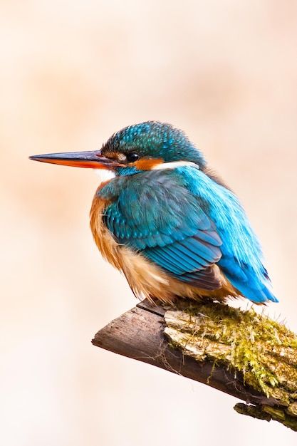 Wild Birds Photography, Common Kingfisher, Blurry Background, Kingfisher Bird, Wildlife Pictures, Wild Bird, Wildlife Photos, Bird Photography, Kingfisher