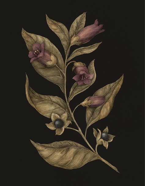 Deadly Nightshade Flower Drawing, Deadly Nightshade Illustration, Henbane Drawing, Wolfsbane Flower Drawing, Nightshade Flower Drawing, Black Hellebore Tattoo, Belladonna Flower Aesthetic, Deadly Nightshade Drawing, Gothic Flower Painting