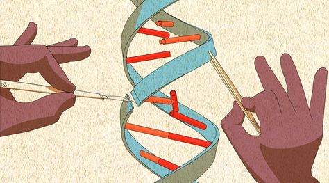 Dna Art, Human Embryo, Ap Biology, Science Illustration, Genetic Engineering, Nature Artists, Weird Science, Molecular Biology, Medical Art