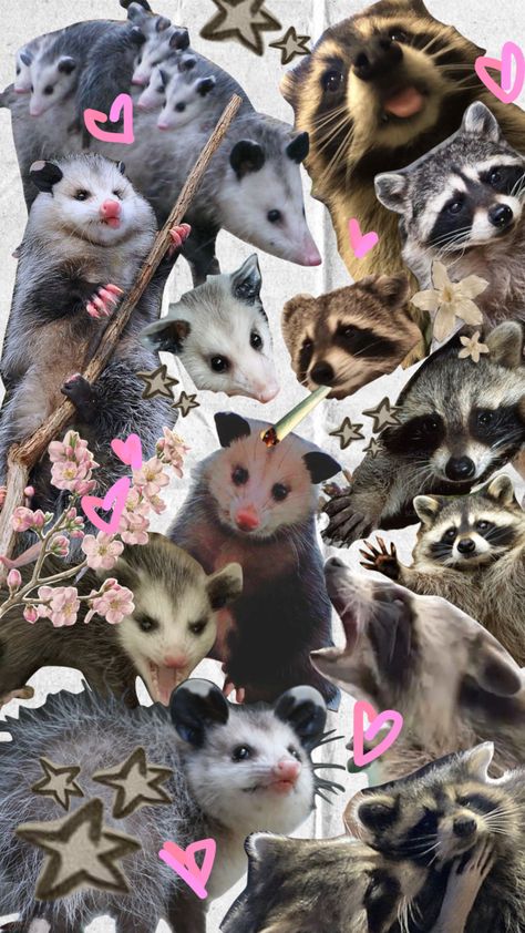 Opossum Wallpaper Iphone, Skunk Wallpaper, Raccoon Lockscreen, Possum Wallpaper Iphone, Opossum Wallpaper, Possum Aesthetic, Possum Wallpaper, Possum Background, Possum Phone Wallpaper