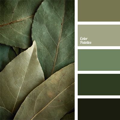 cold shades of green, color of laurel leaves, color selection, dark green, gray-green, light green, light green color, marsh Exterior Paint Colors For House, Green Colour Palette, Town House, Color Balance, Exterior Paint Colors, Paint Colors For Home, Colour Schemes, Color Pallets, Interior Paint