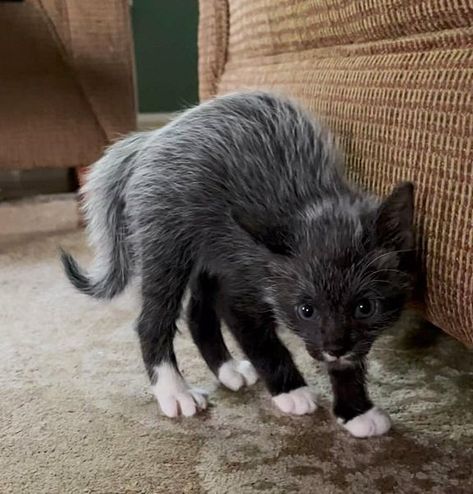 Woman Rescues Kitten and Watches Him Transform, the Kitten Ends Up Changing Her Life - Love Meow Animal Rescue Stories, Sweet Sayings, Foster Cat, Grey Kitten, Foster Kittens, Kitten Rescue, Feral Cats, Milwaukee Wi, Cat Person