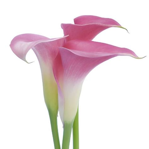 Pink Calla Calla Lily Colors, Pink Calla Lily, Pink Calla Lilies, Calla Lily Flower, Mother's Day Bouquet, Pink Head, Stock Flower, Flower Subscription, Flower Bar