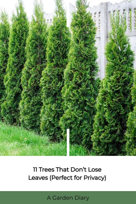 Curious about evergreen trees for year-round privacy? Explore 11 stunning options that will transform your outdoor space into a lush sanctuary. Trees For Privacy Backyards Small Spaces, Palms For Privacy, Privacy Trees Around Pool, Fastest Growing Privacy Trees, Tree Privacy Landscaping, Privacy Trees For Backyard, Bushes For Privacy, Potted Trees Patio, Evergreen Trees Landscaping