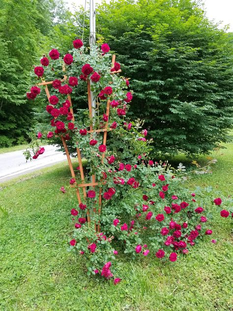 Rose Bush Trellis Ideas, Idv Oc, Rambling Roses, Rose Garden Landscape, Flower Garden Plans, Rose Trellis, Rose Gardens, Nature Hd, Rose Garland