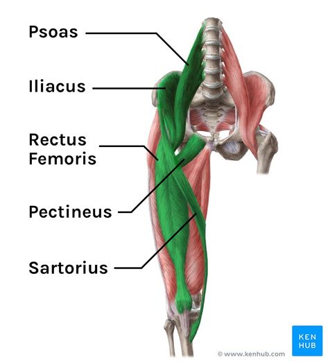 What Are the Hip Flexors? - Tom Morrison Tom Morrison, Psoas Major, Rectus Femoris, Build Core Strength, Hip Flexor Exercises, Shoulder Mobility, Piriformis Muscle, Standing Posture, Ankle Mobility