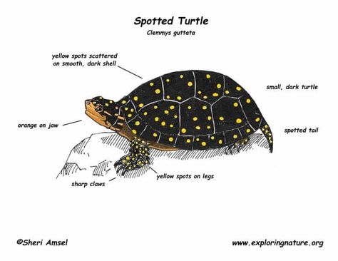 spotted turtles for sale Michigan Wildlife, Turtles For Sale, Spotted Turtle, Spots On Legs, Art Things, Reptiles, Turtles, Seals, Michigan