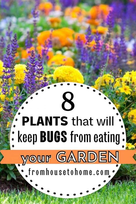 Companion Planting For Pest Control, Natural Pesticides For Vegetable Garden, Herbs For Pest Control, How To Keep Pests Out Of Garden, Natural Garden Pest Control, Plants That Repel Bugs, Chives Plant, Pest Control Plants, Plant Bugs